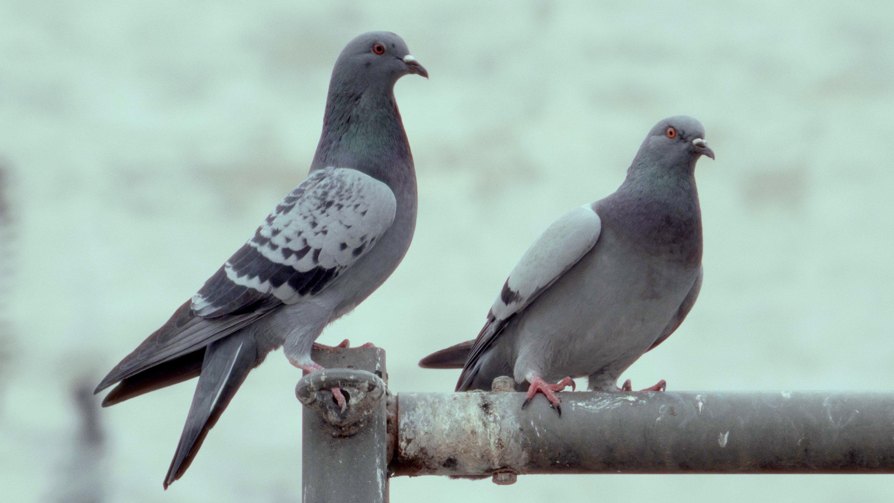 La danza de las palomas 2026 movie scene