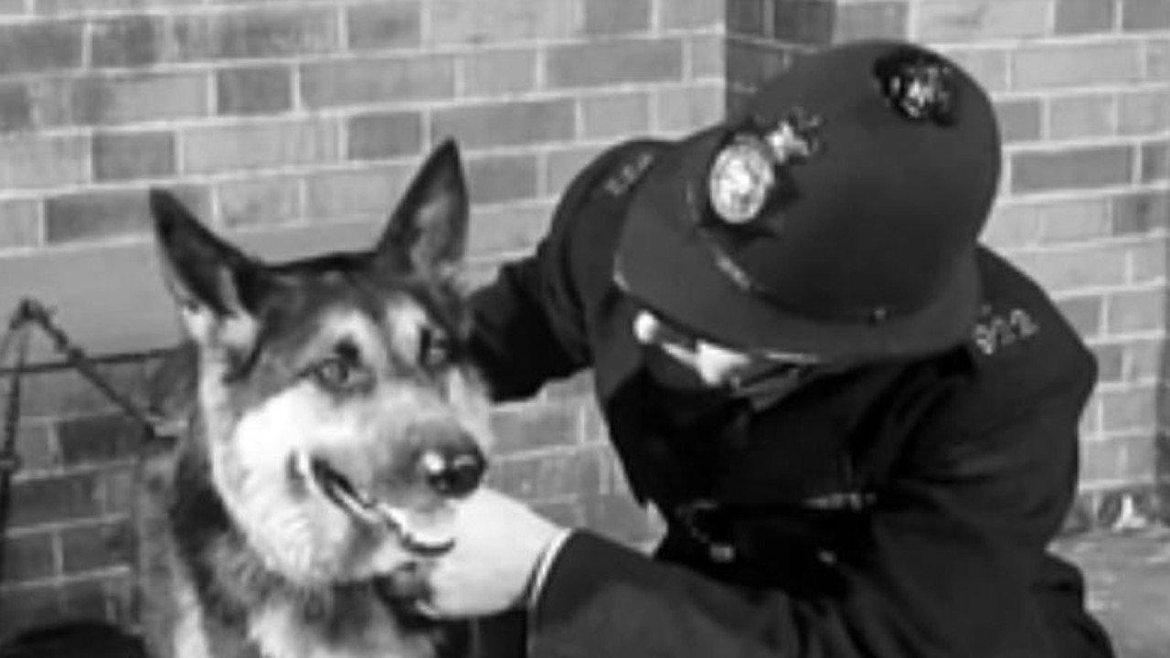 Police Dog 1955 movie scene