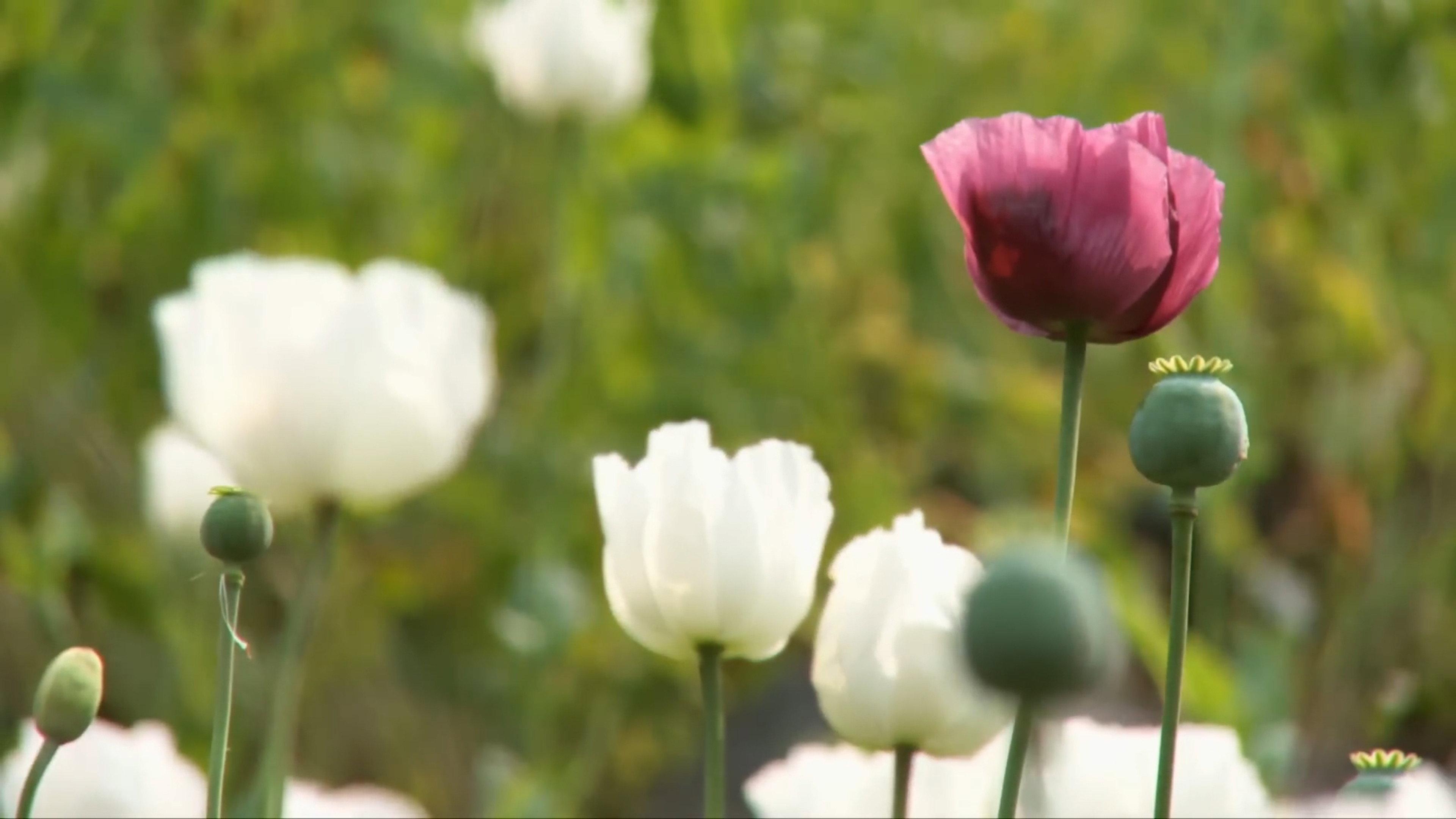 Raw Opium 2011 movie scene