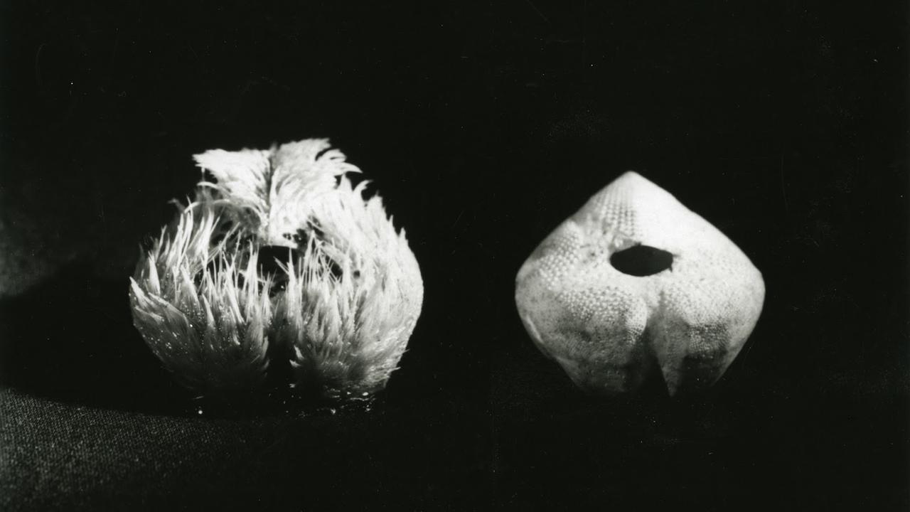 Sea Urchins 1929 movie scene