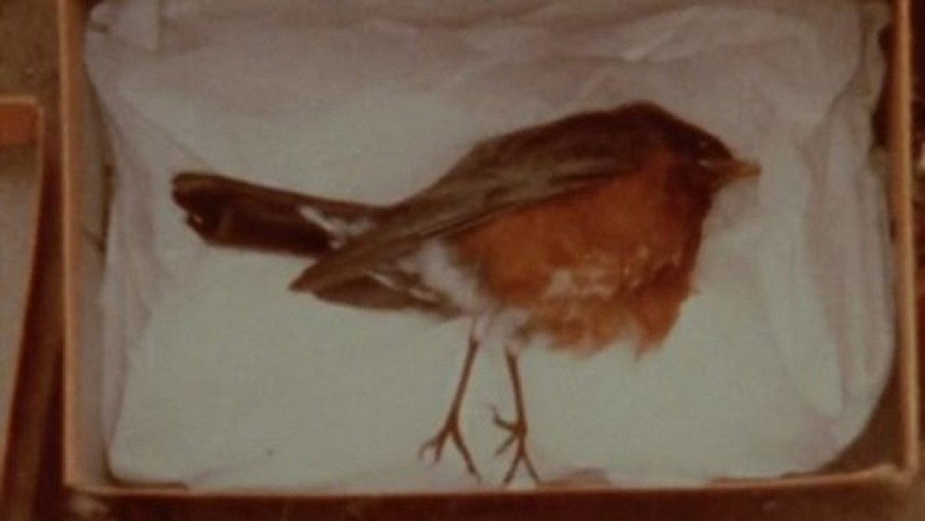 Burial Path 1978 movie scene