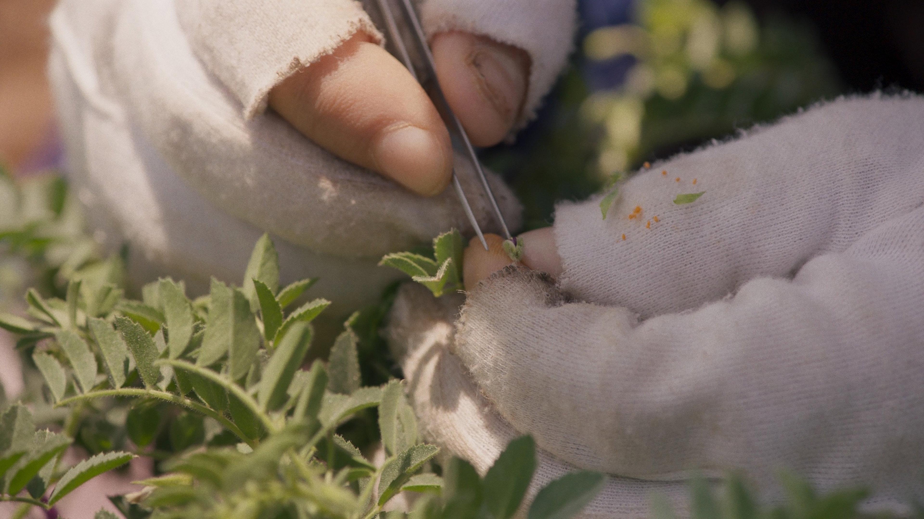 Wild Relatives 2018 movie scene