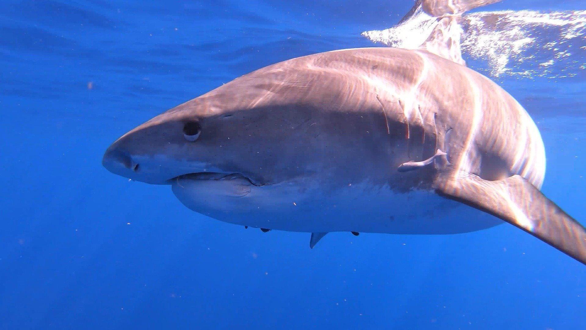 Sharks of Hawaii 2021 movie scene