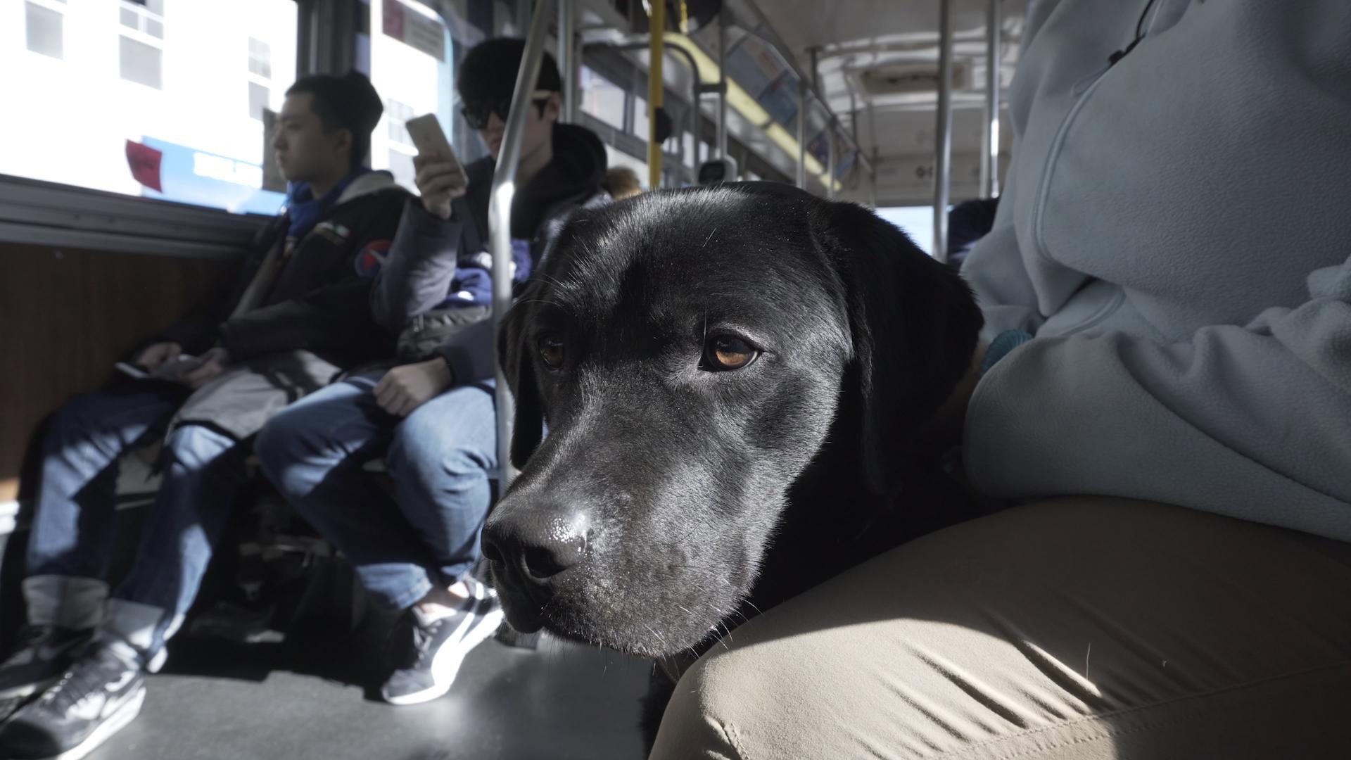 Pick of the Litter 2019 movie scene