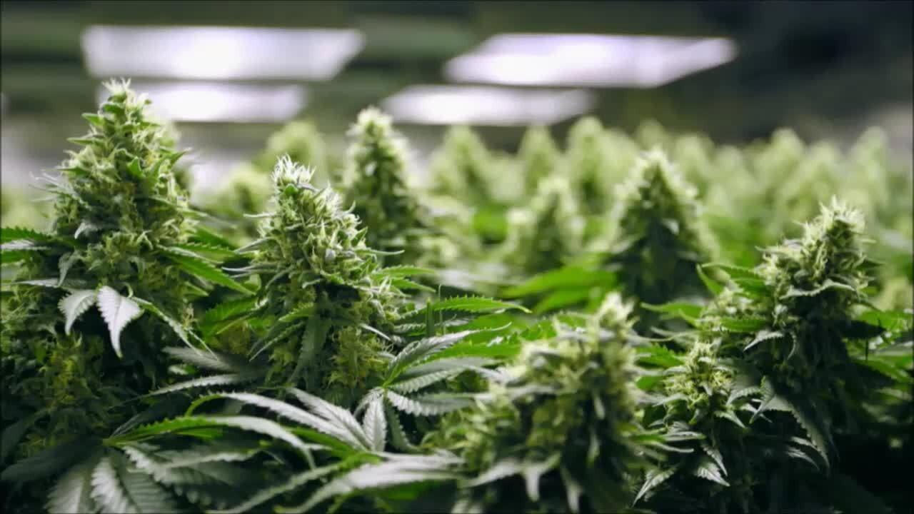 Rolling Papers 2015 movie scene