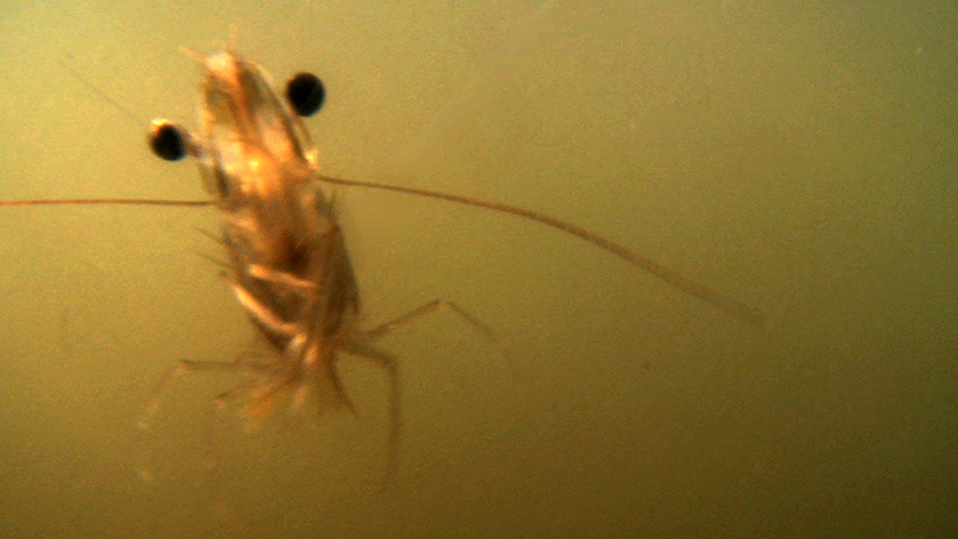 The Shrimp  movie scene