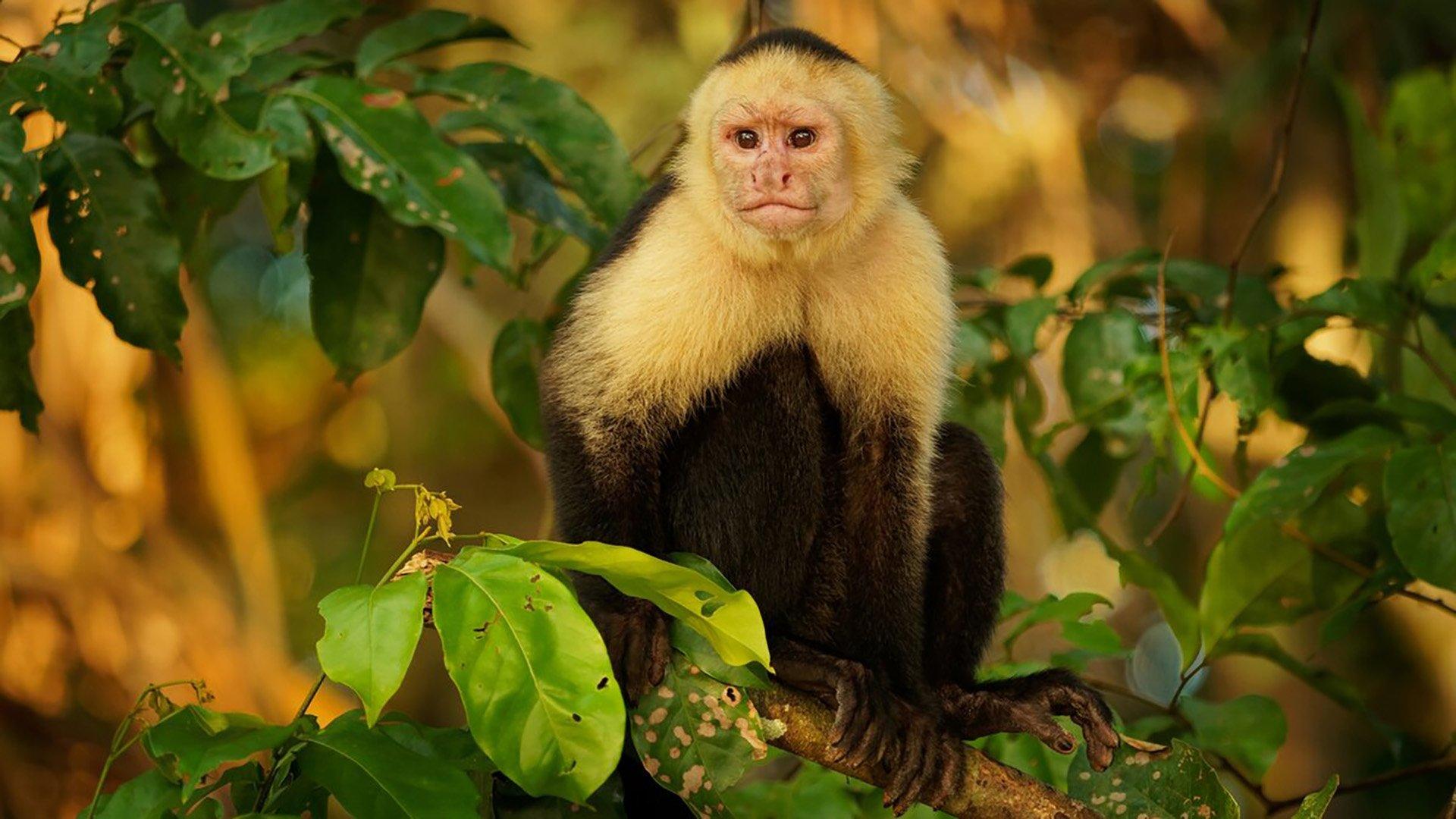 Nicobar Islands: A Monkey's Long Tale 2024 movie scene