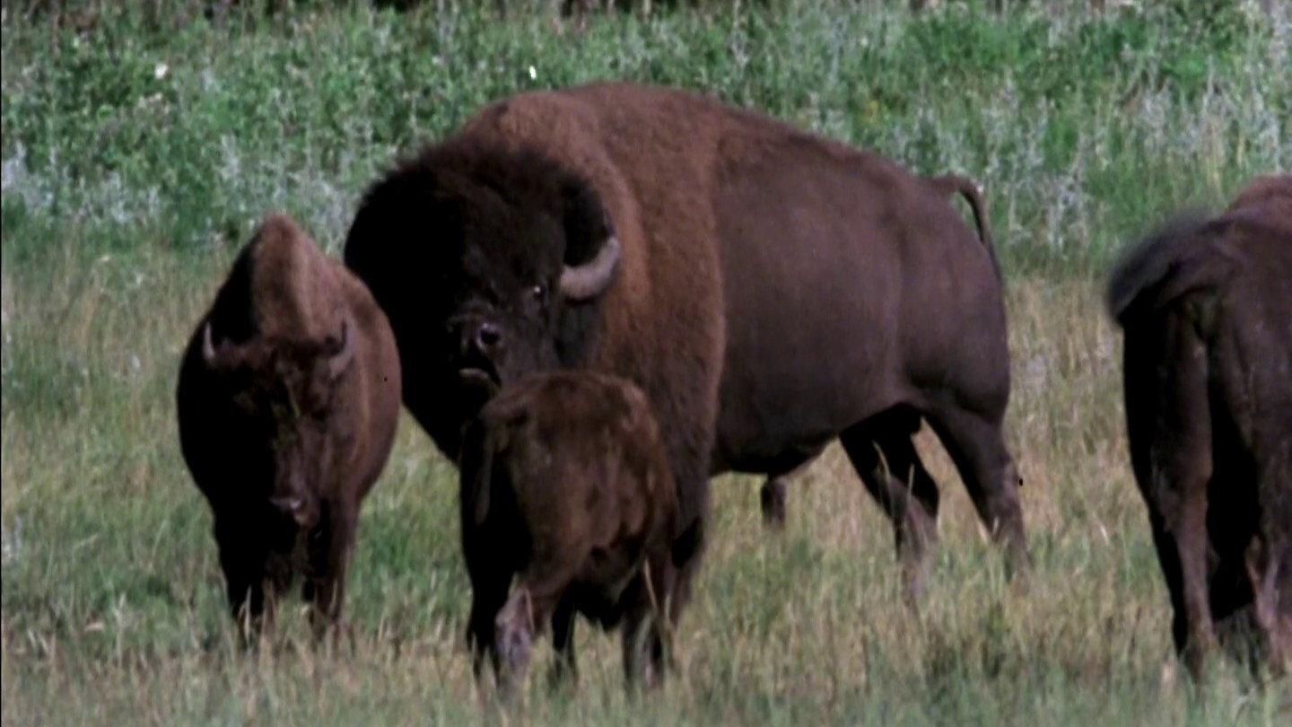 The Great Buffalo Saga 1985 movie scene