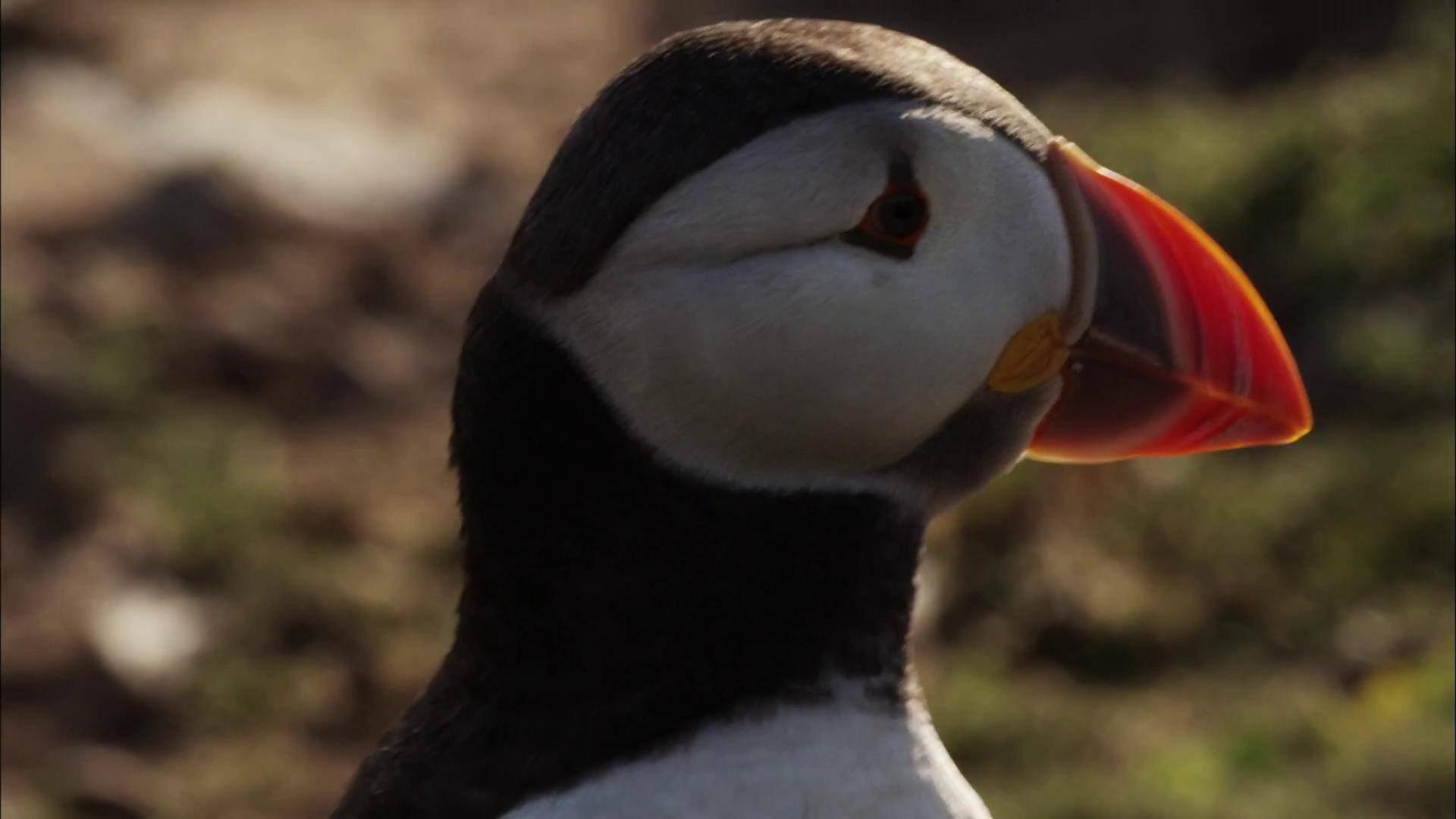 Puffin Patrol 2015 movie scene