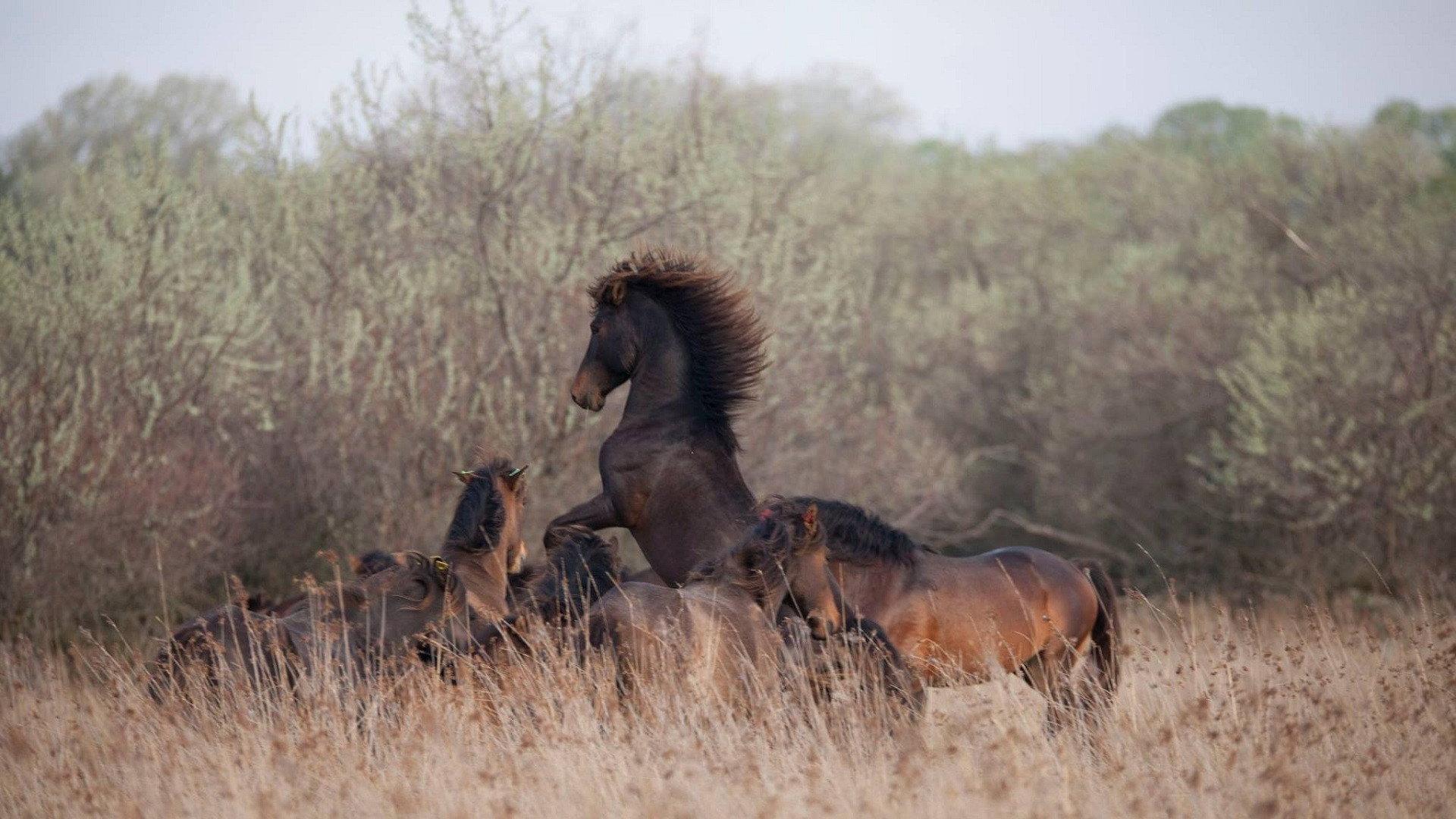 Untamed Romania 2018 movie scene