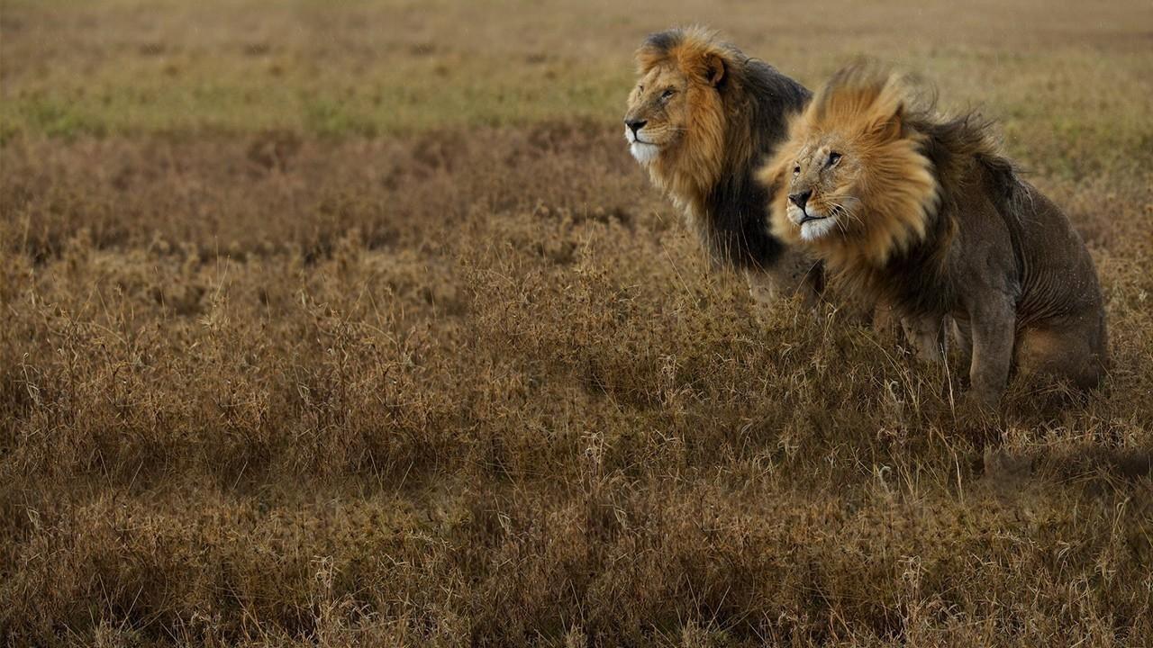 Lion Gangland 2014 movie scene