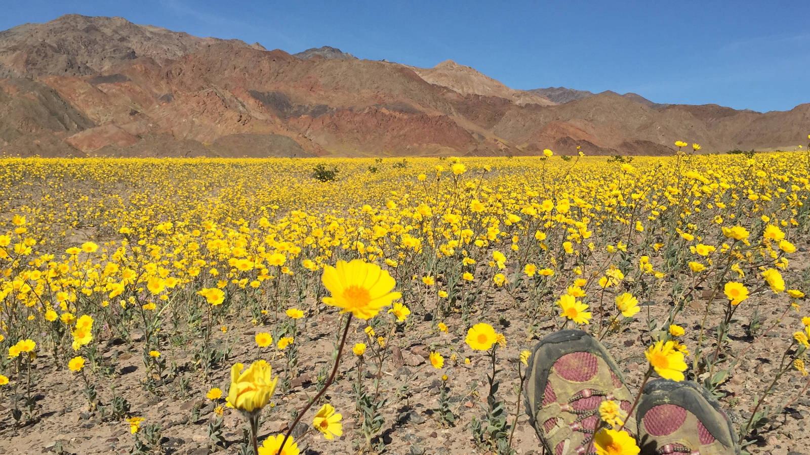 National Parks Exploration Series: Death Valley 2011 movie scene