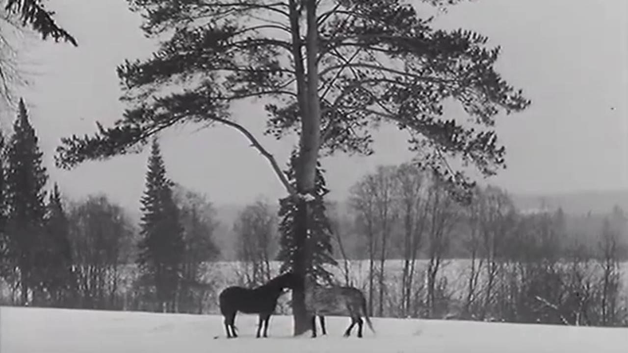 The Horse Walker 1969 movie scene