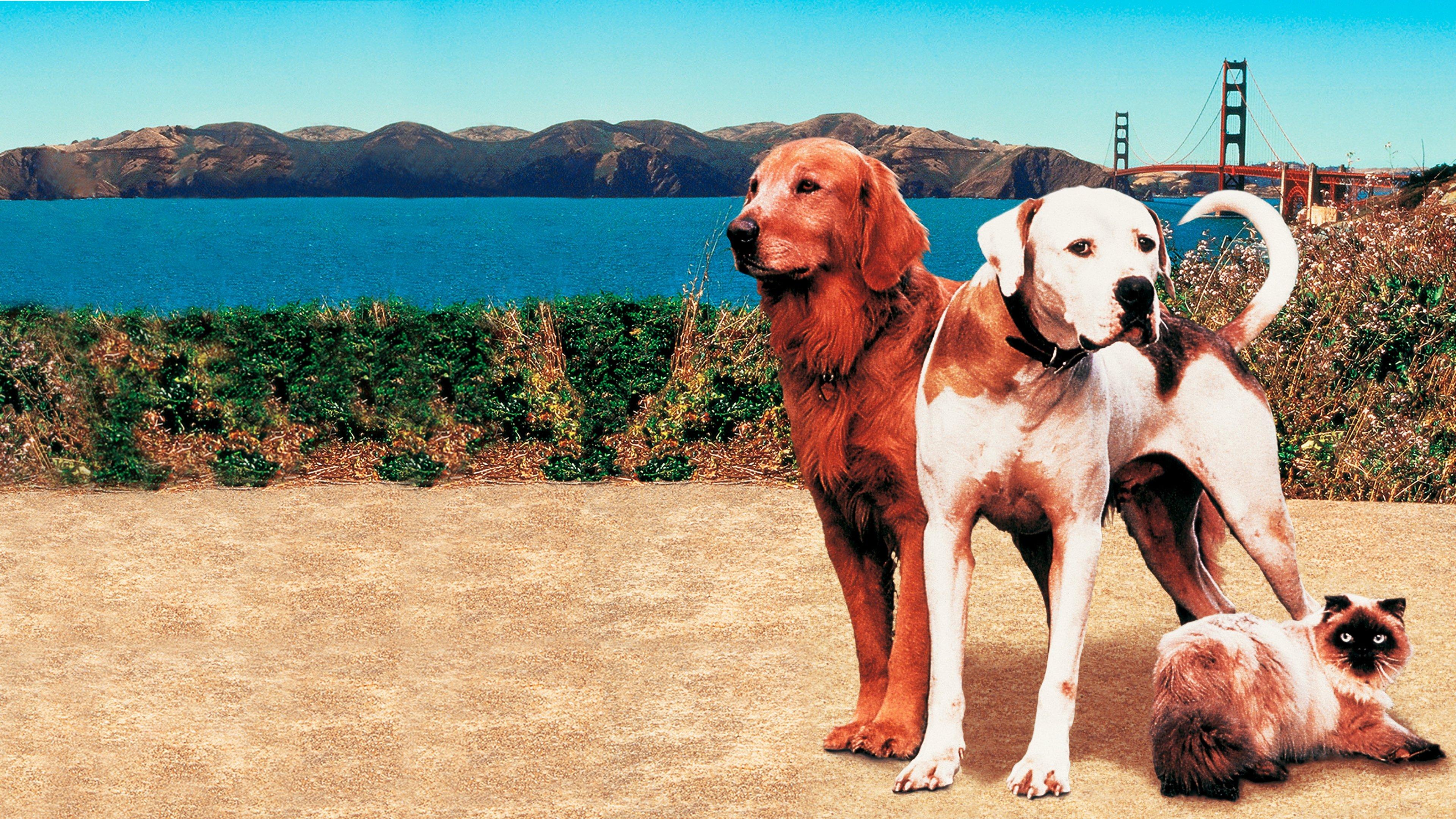 Homeward Bound II: Lost in San Francisco 1996 movie scene
