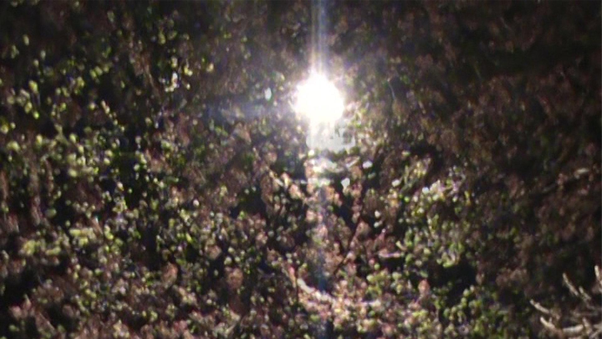 light blossom 2025 movie scene