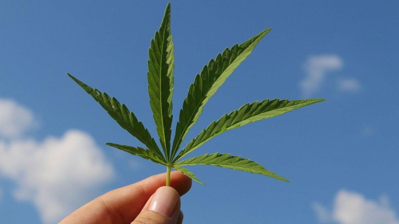 Cannabis sur ordonnance 2017 movie scene