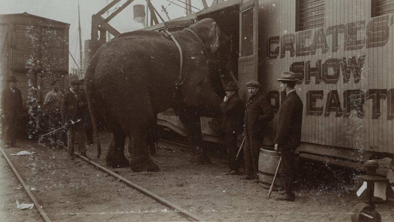 The Tragic Story of Fritz the Elephant 2023 movie scene