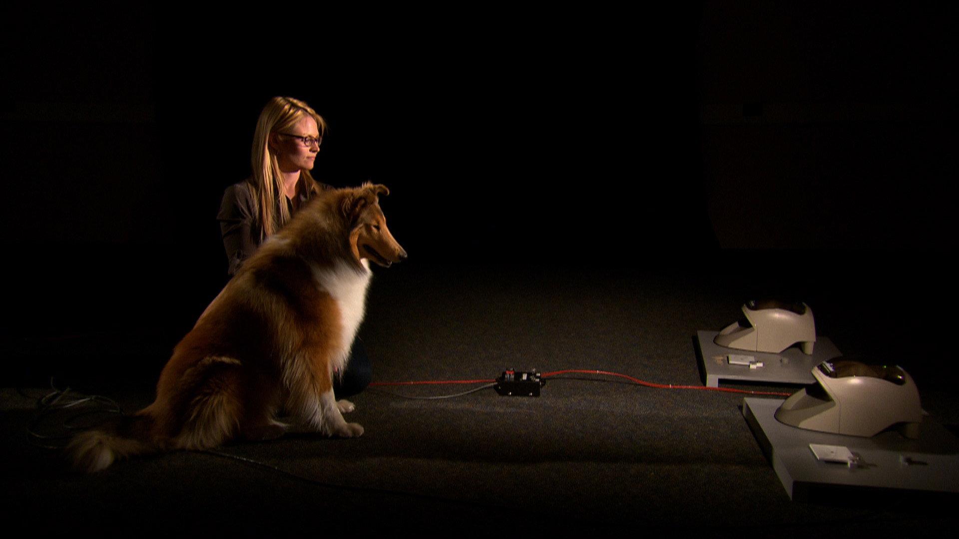 A Dog's Life 2013 movie scene
