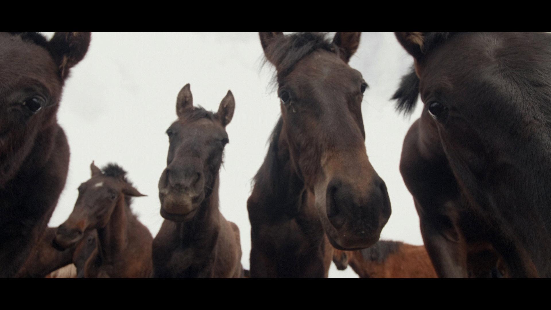 Wings of Kyrgyzstan 2019 movie scene
