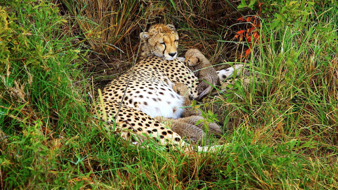 Cheetah Mom 2013 movie scene