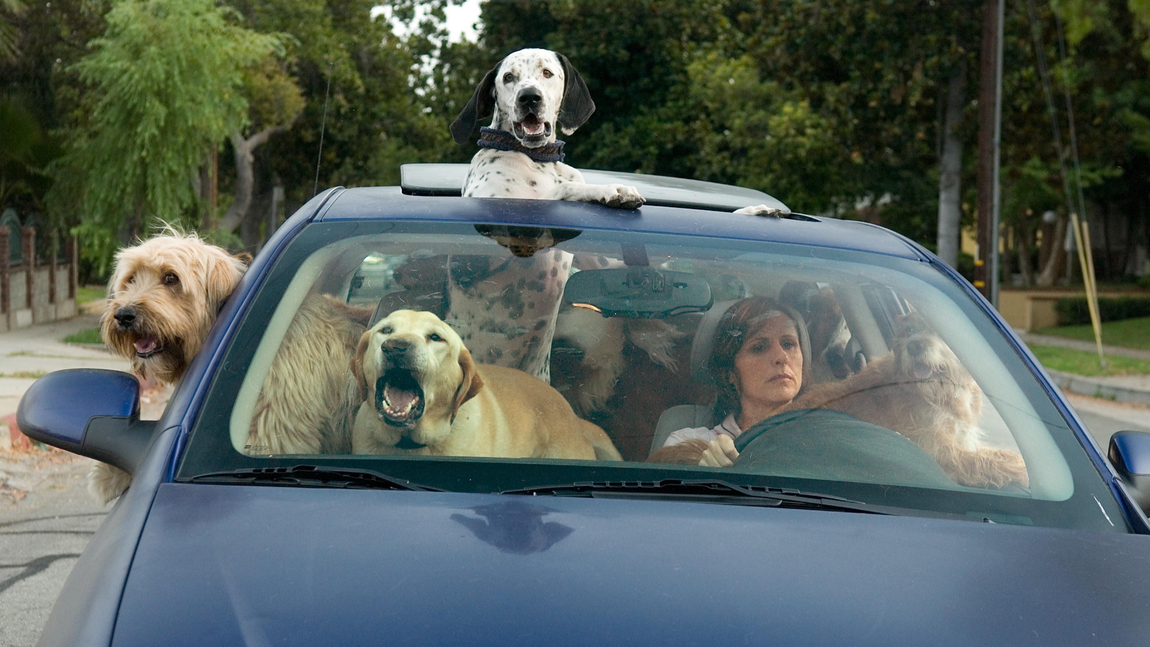 Year of the Dog 2007 movie scene