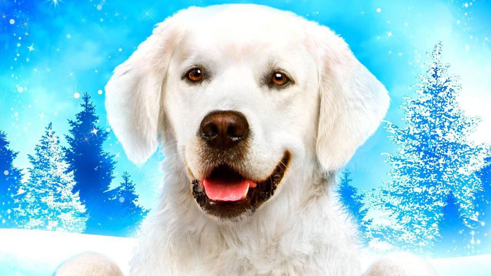 Adventures of Bailey: Christmas Hero 2012 movie scene