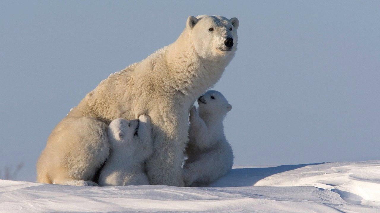 Bearhood 2015 movie scene