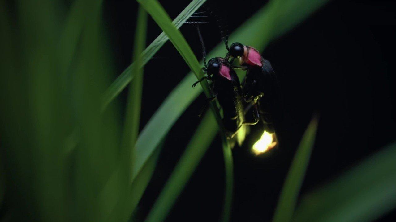 Japon, un nouveau monde sauvage 2023 movie scene
