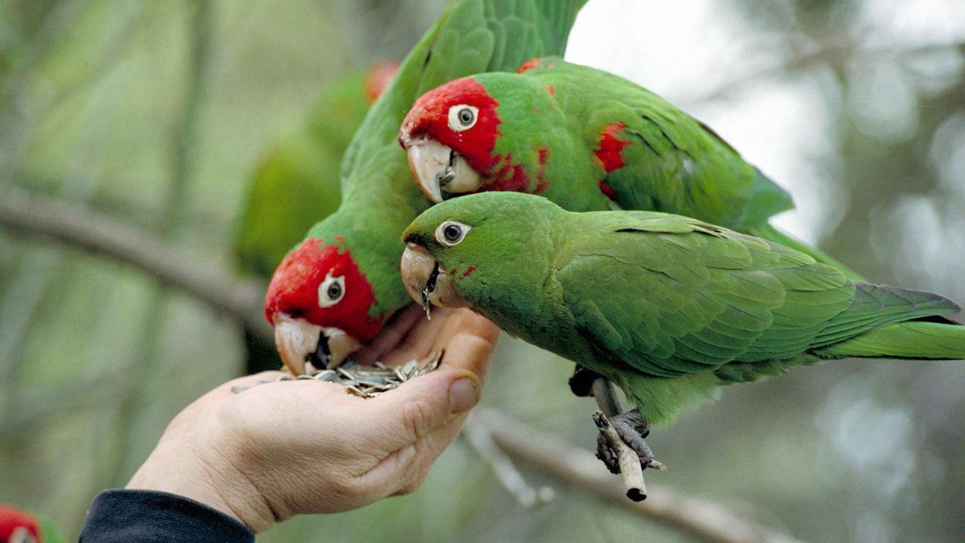 The Wild Parrots of Telegraph Hill 2003 movie scene