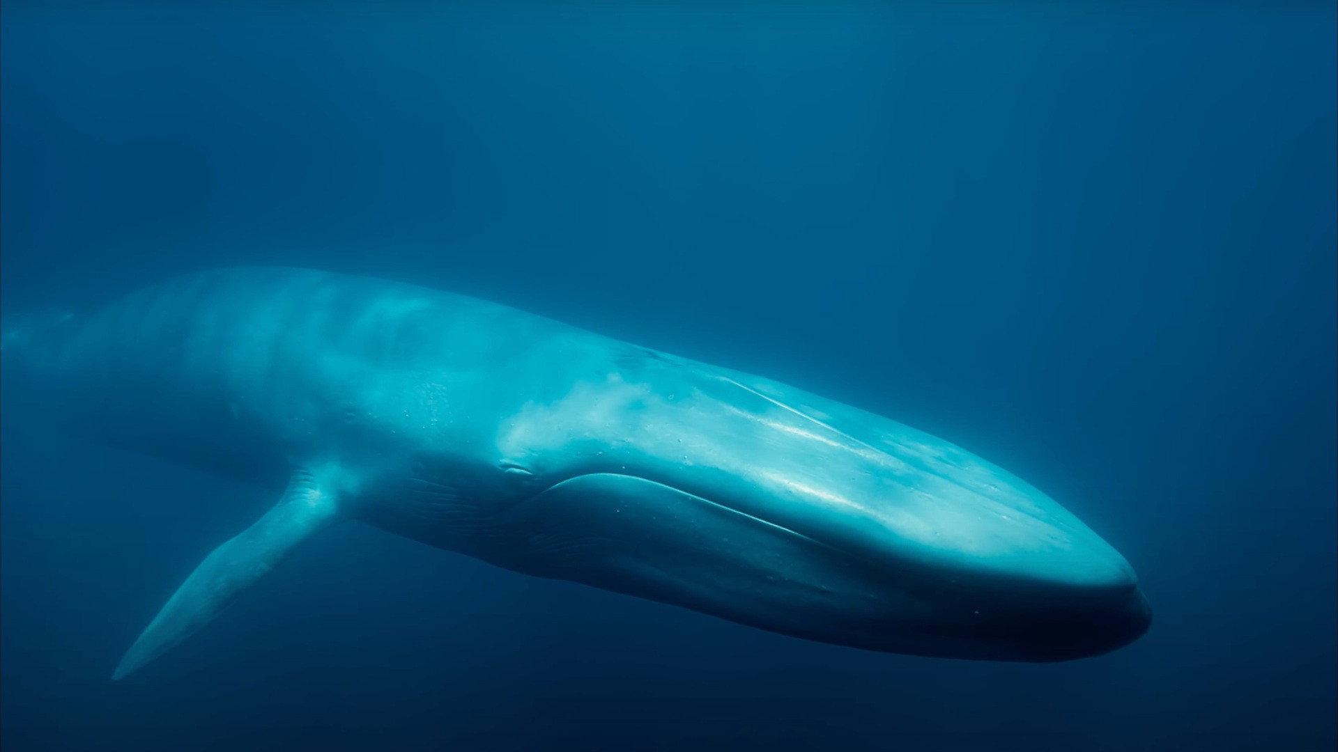 Blue Whales: Return of the Giants 2023 movie scene