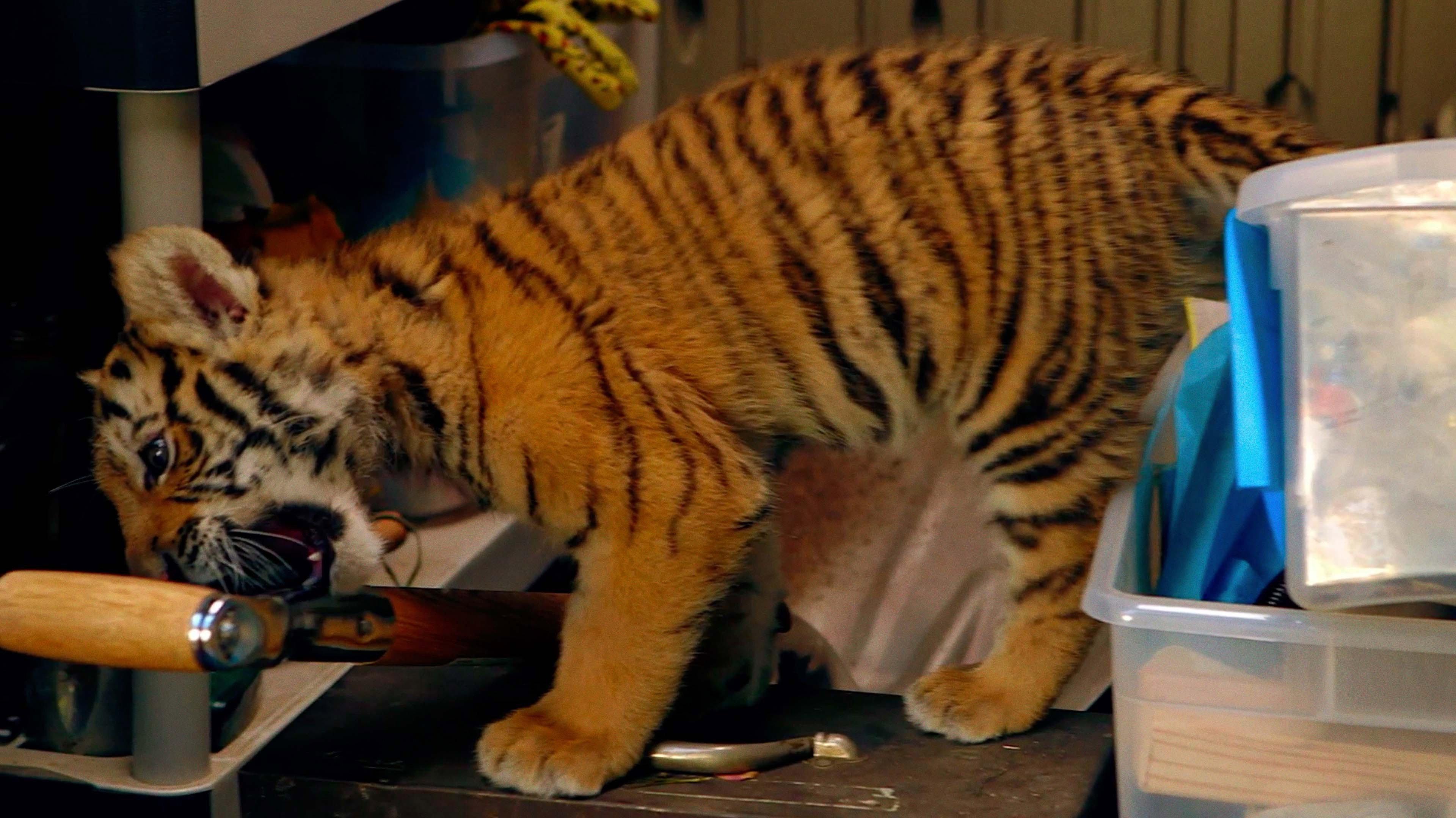 A Tiger's Tail 2014 movie scene