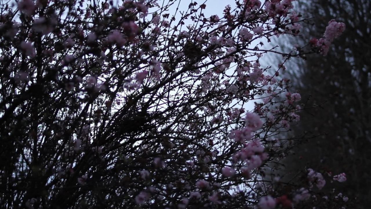 It May Be That Beauty Has Strengthened Our Resolve - Masao Adachi 2011 movie scene