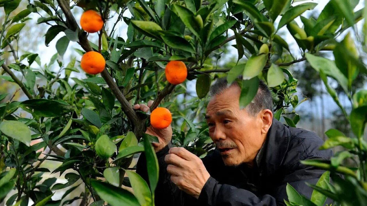 The Orange Tree And The Boy 2015 movie scene