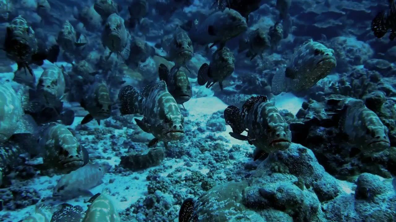 The Grouper Mystery 2015 movie scene
