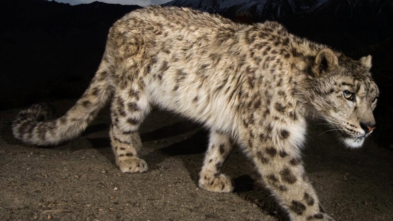 Snow Leopard of Afghanistan 2012 movie scene
