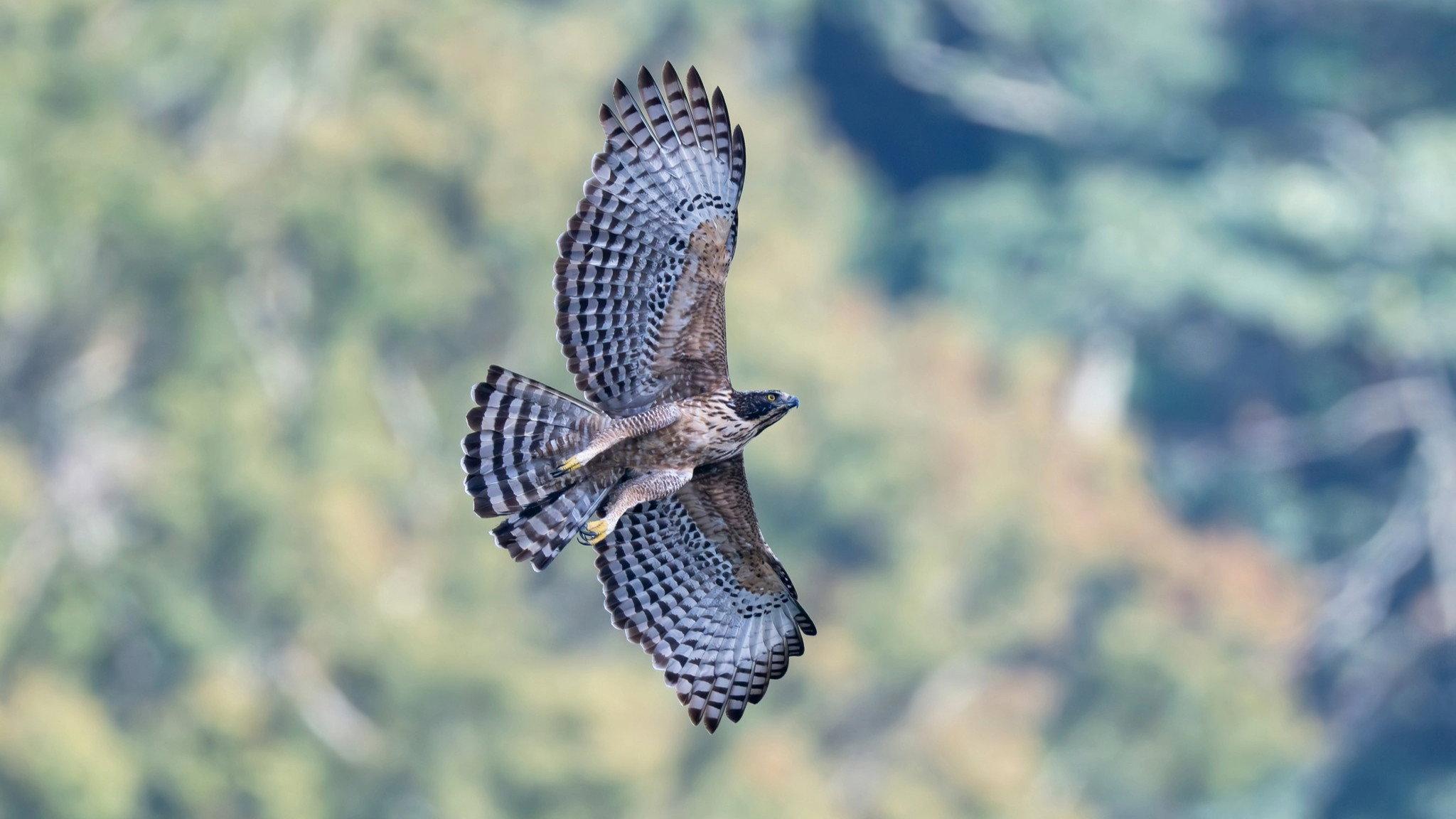 Fly! Mountain Hawk-Eagle 2026 movie scene