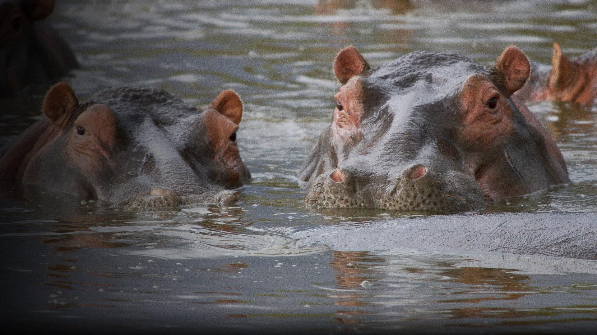 Hippo Supremacy 2023 movie scene