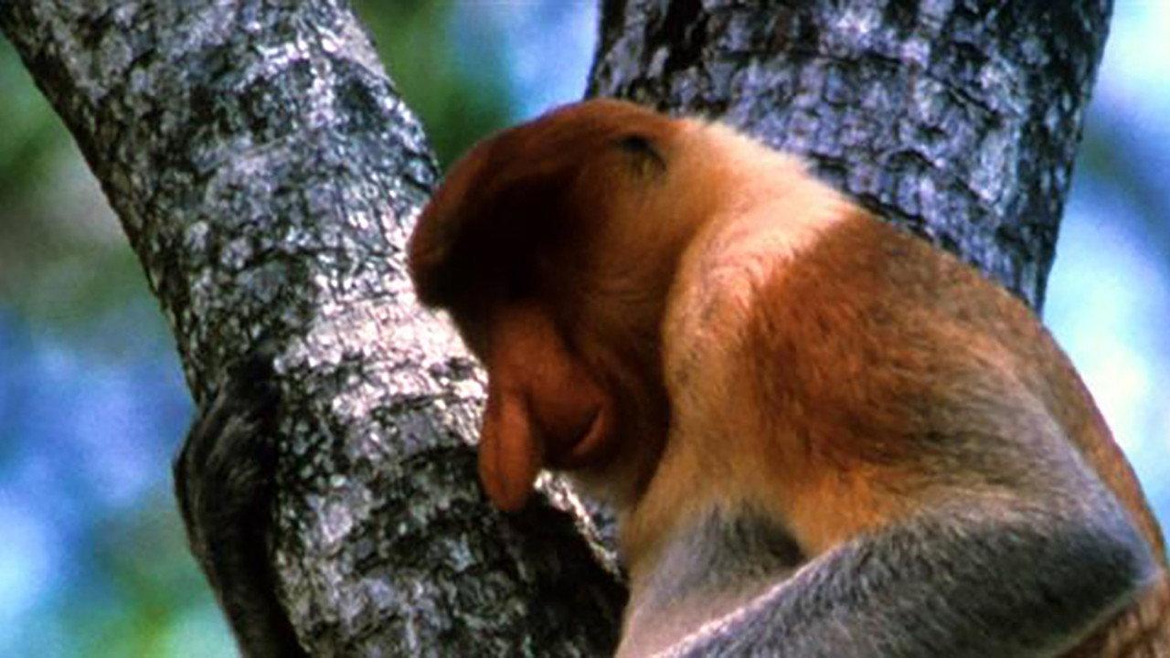 The Biggest Nose in Borneo 2003 movie scene