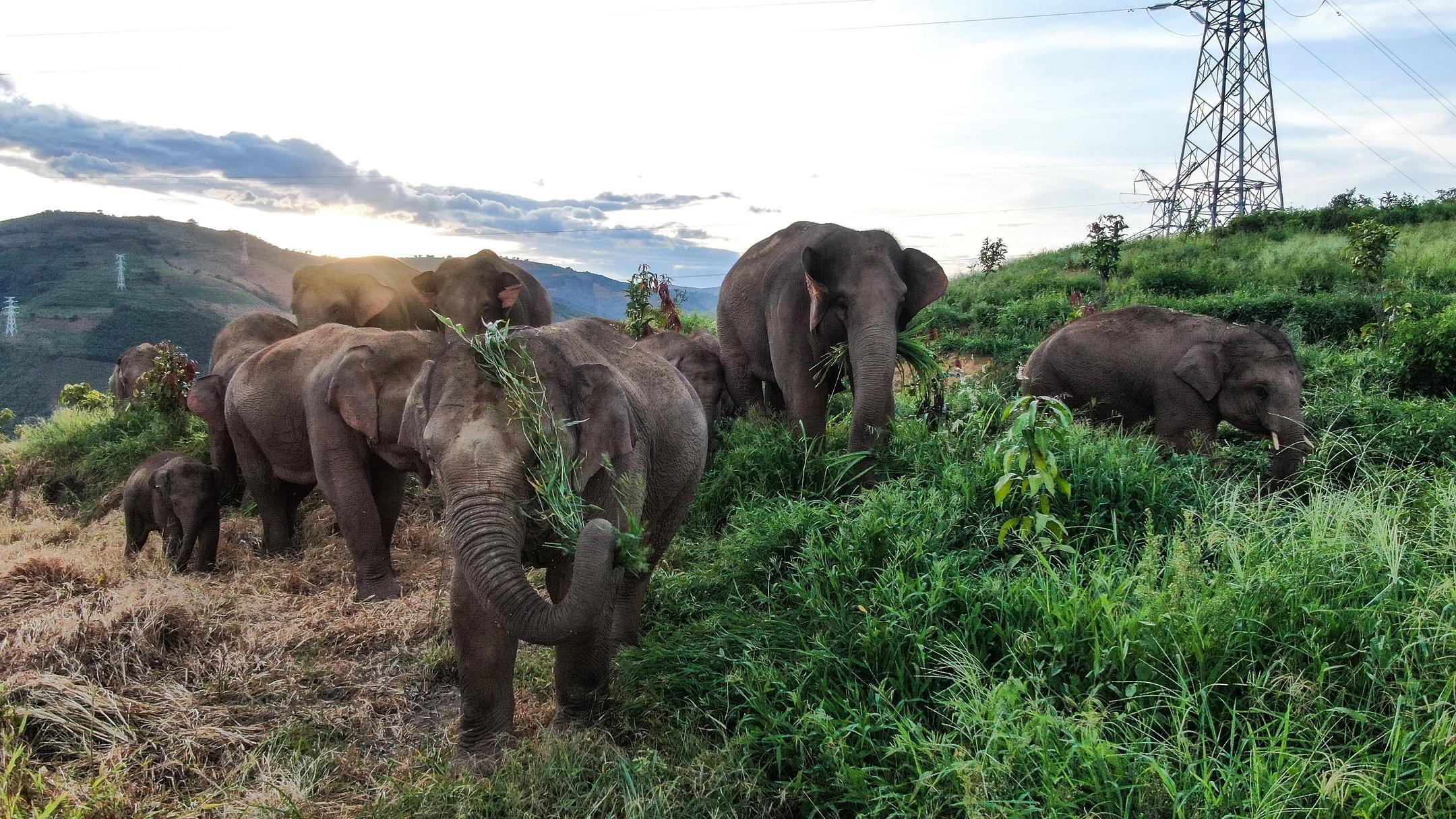 The Elephant Odyssey 2026 movie scene