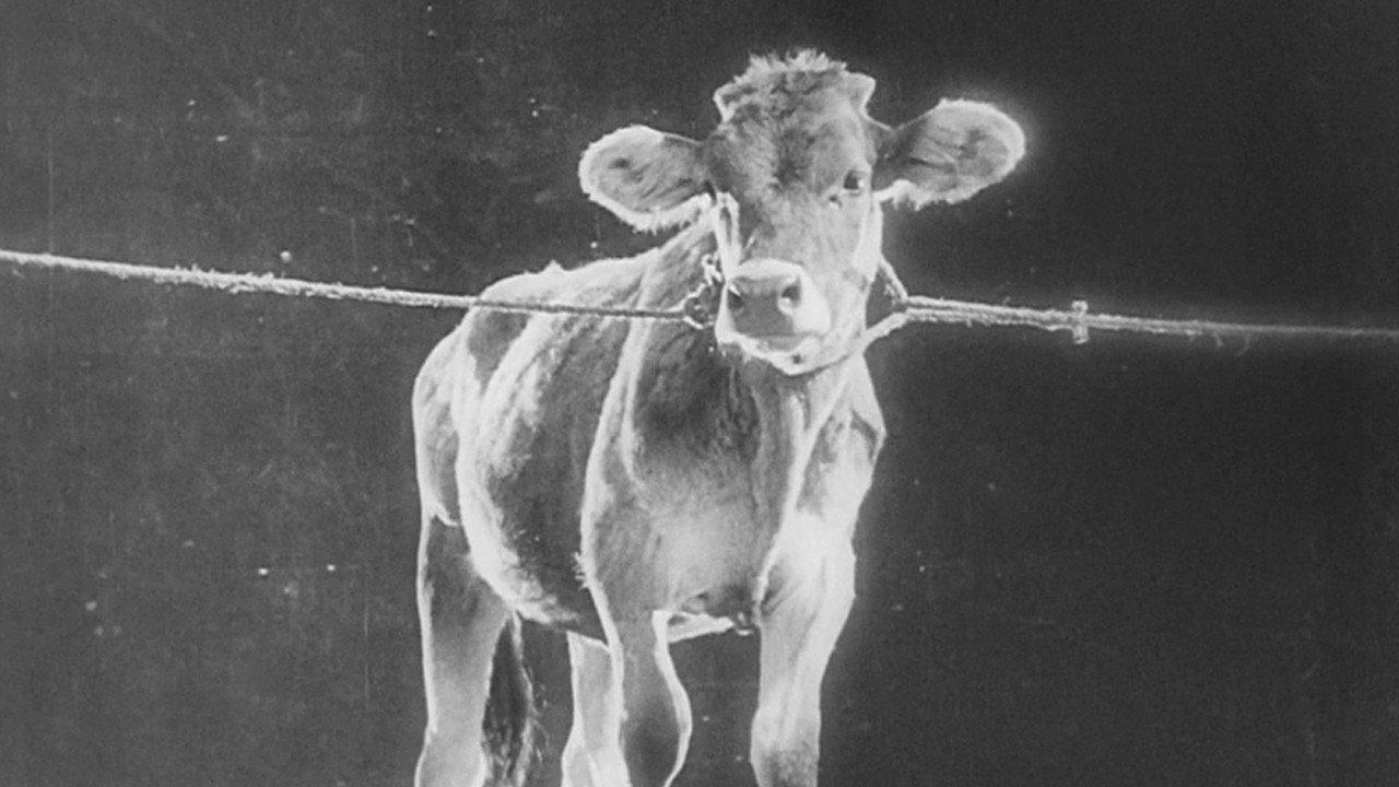 The General Line 1929 movie scene