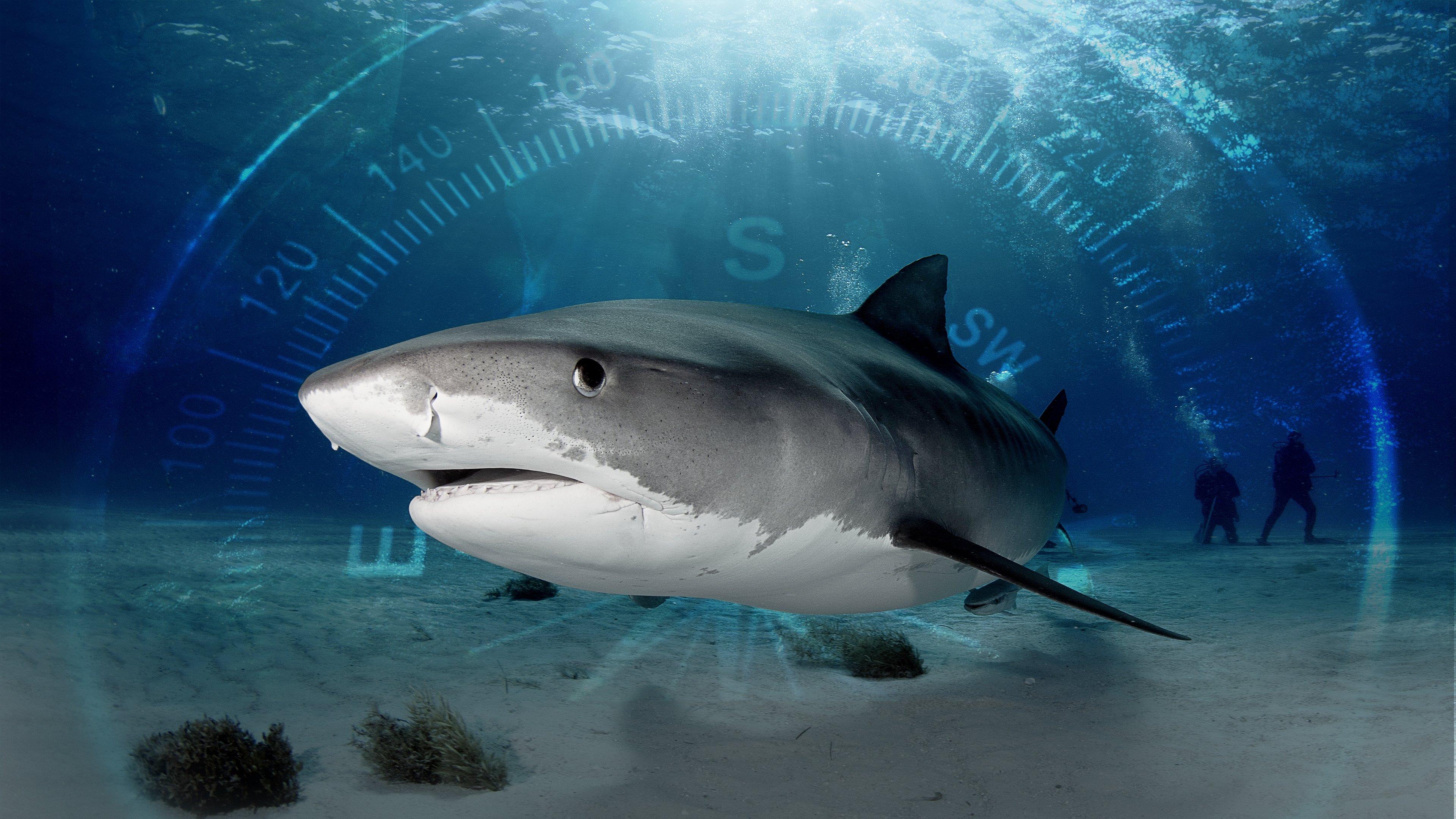 Sharks of the Bermuda Triangle 2020 movie scene