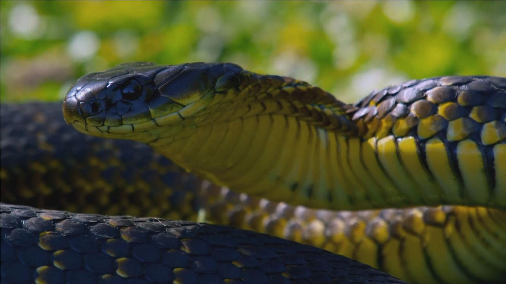 Snake Island: Wild & Deadly 2020 movie scene