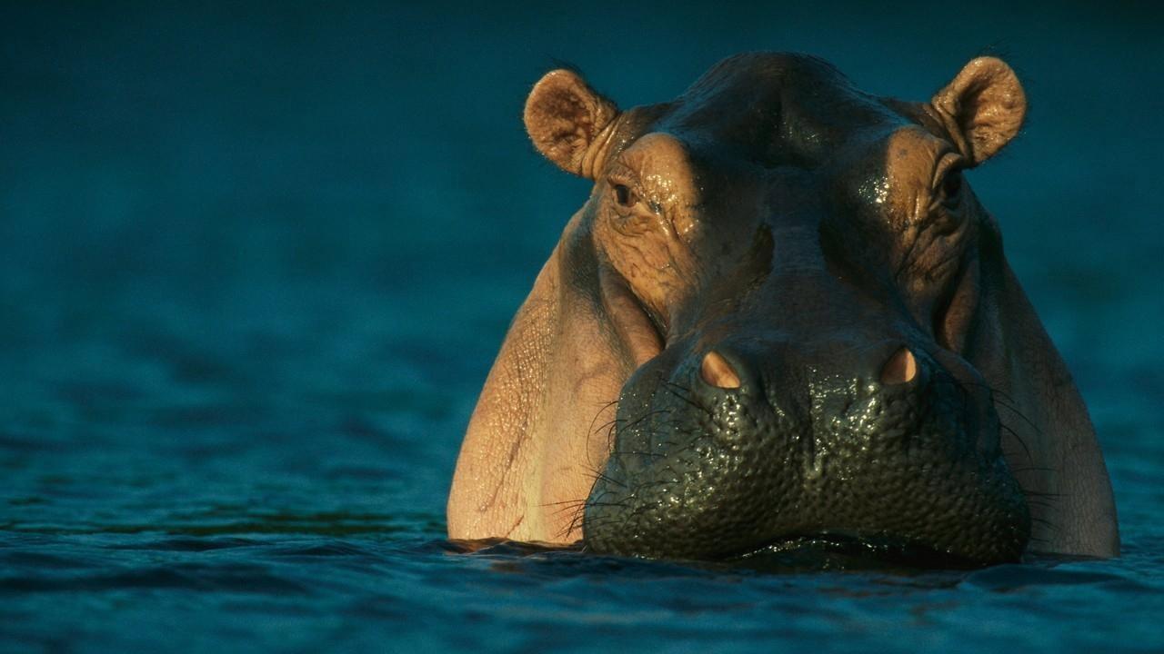Wild Gabon 2014 movie scene