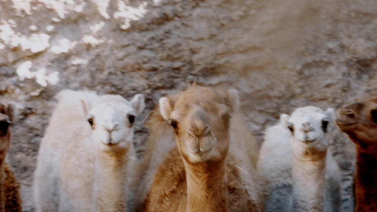 Notes from a Dromedary 2022 movie scene