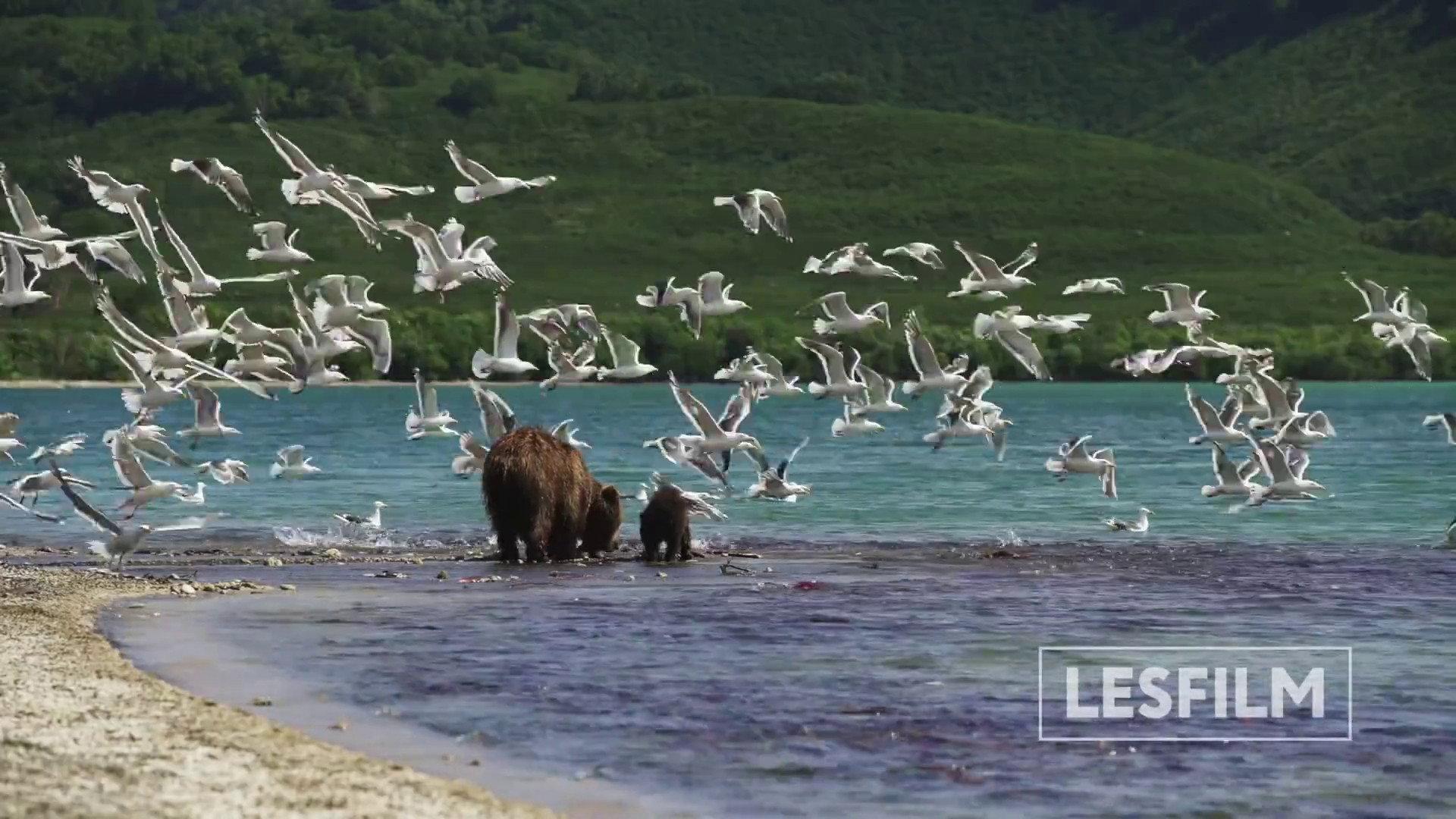 Kamchatka Bears. Life Begins 2018 movie scene