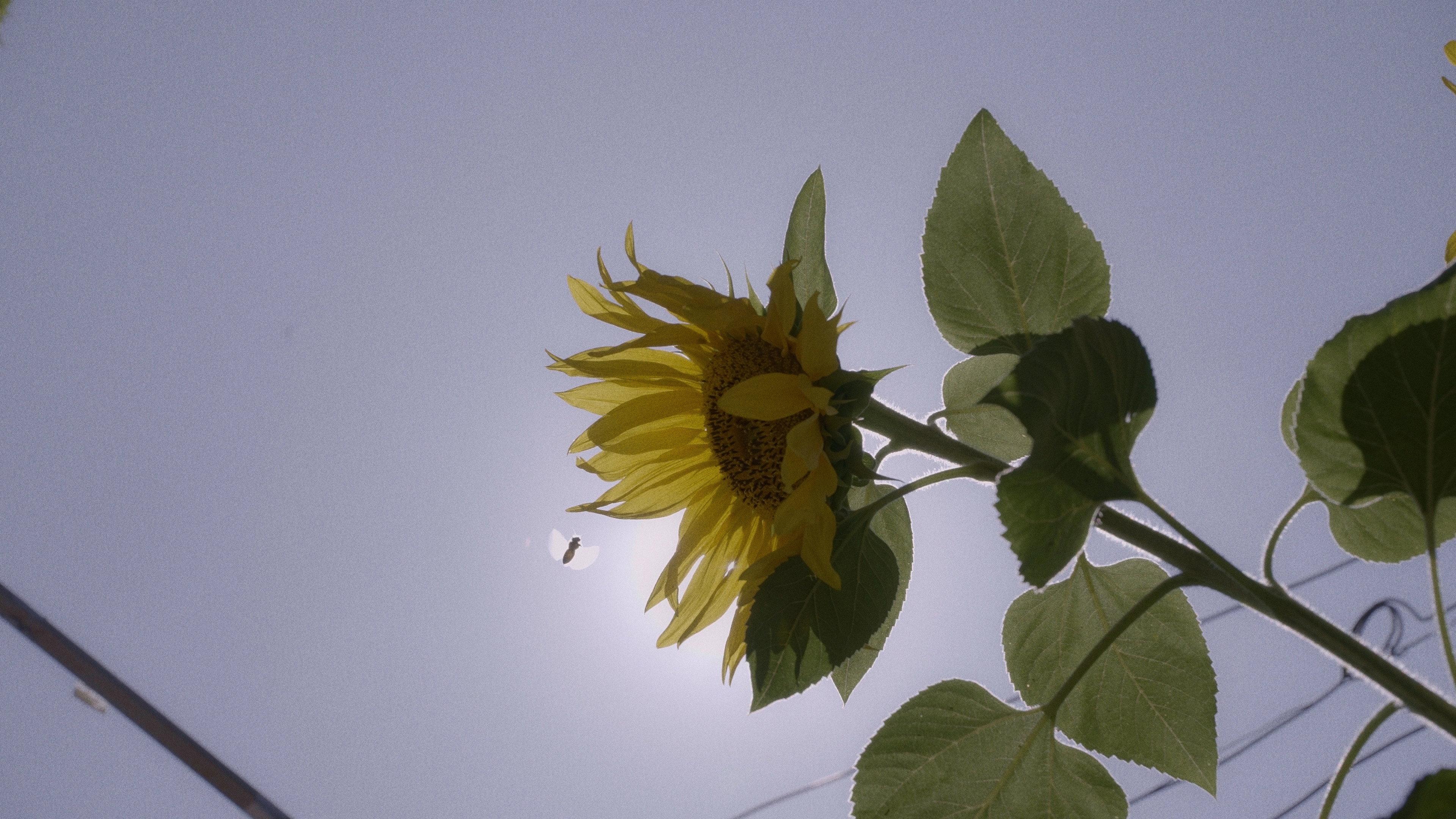The sunflowers house 2024 movie scene