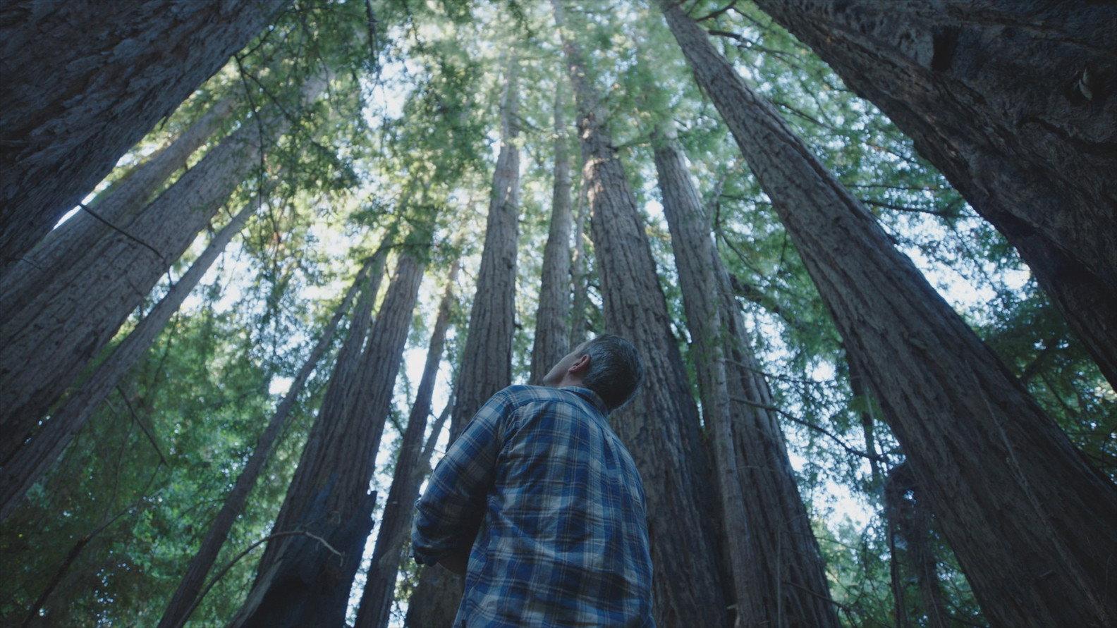 Trees and Other Entanglements 2023 movie scene