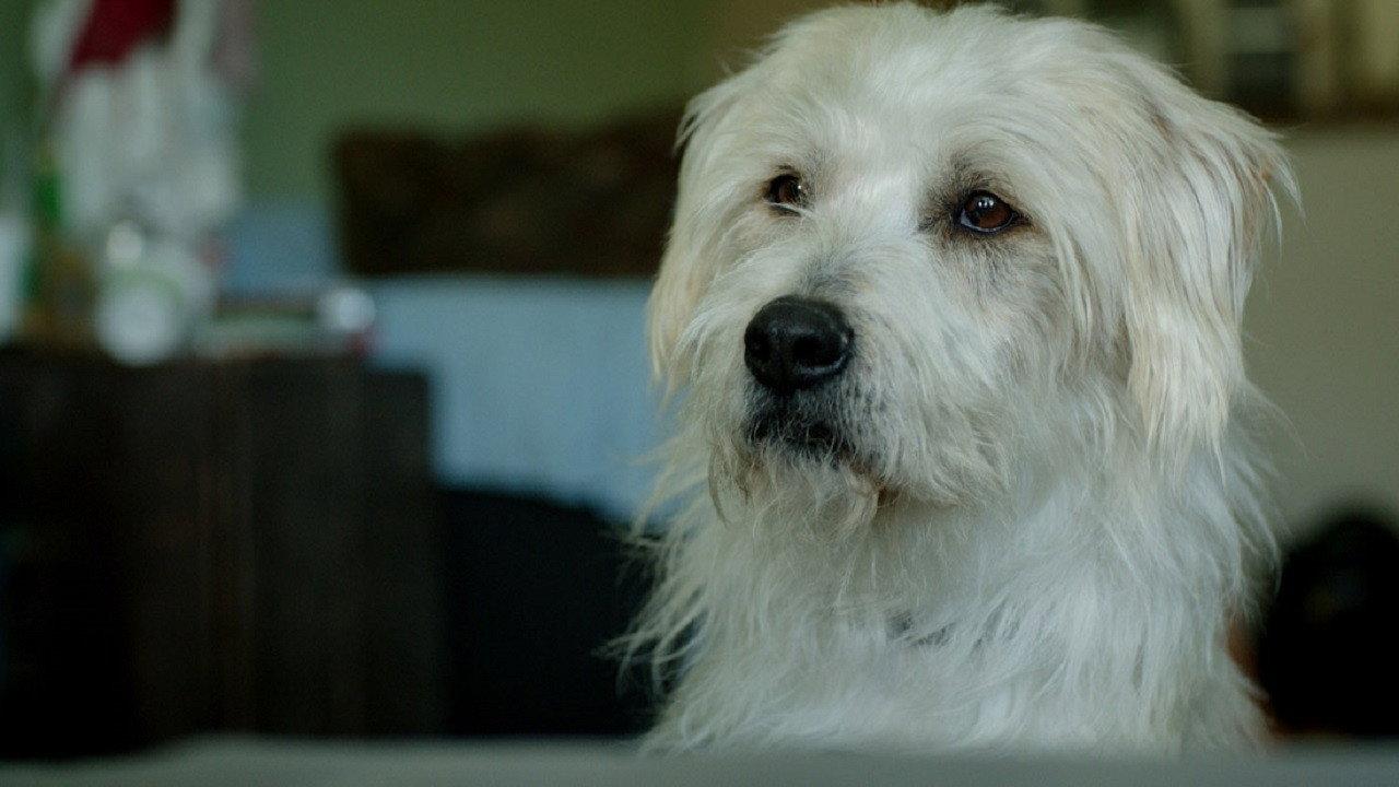 Dog Bowl 2015 movie scene