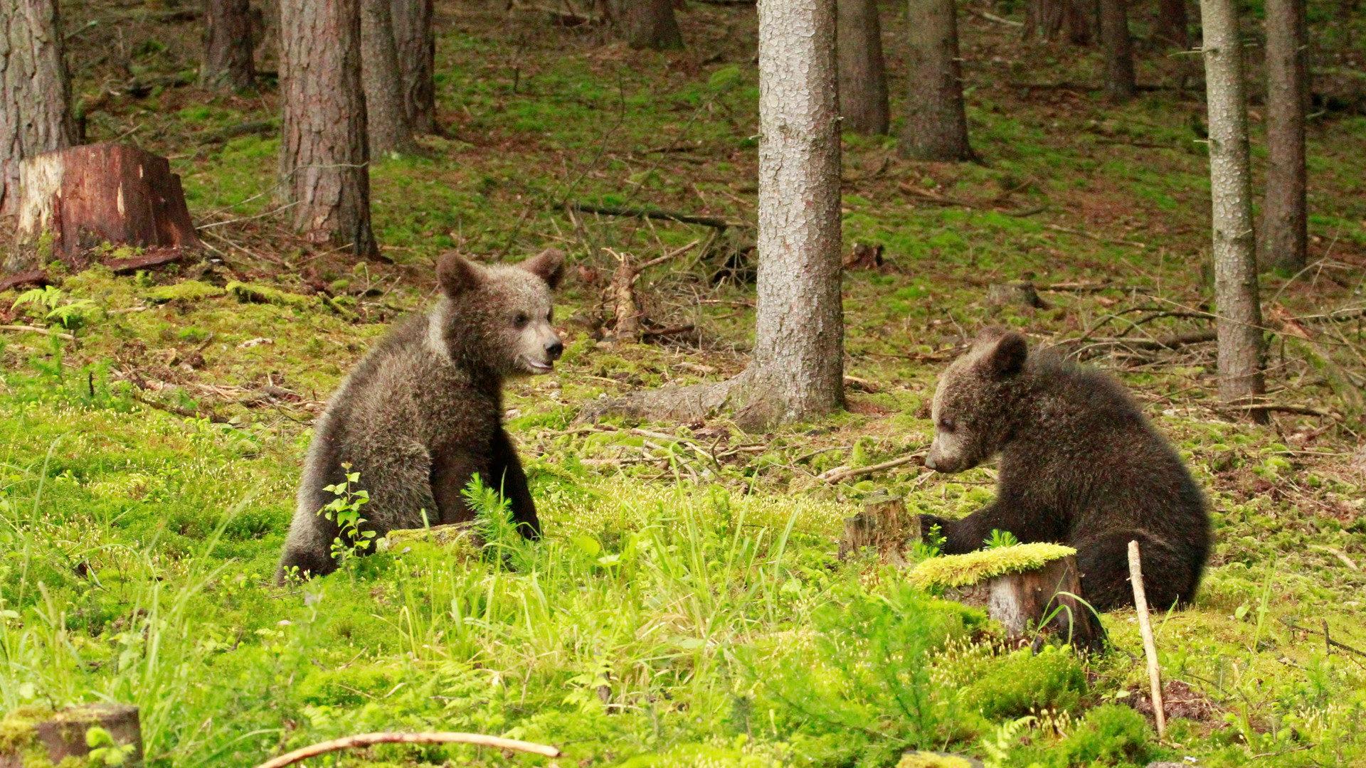 Beary Tales 2013 movie scene