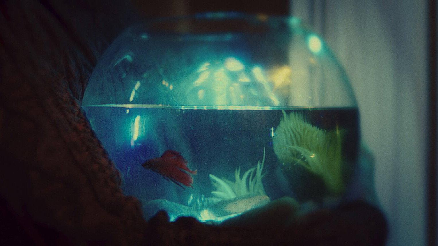 Betta  movie scene
